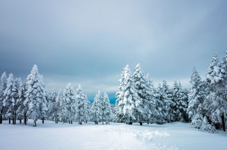 open field with pine trees along the edge covered in thick snow